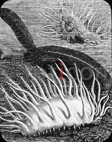 Seewalze | Sea cucumber - Foto foticon-600-simon-meer-363-067-sw.jpg | foticon.de - Bilddatenbank für Motive aus Geschichte und Kultur